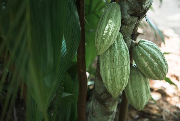 انواع درخت کاکائو